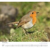 Maxi Calendrier 38x35.5cm 2025 Rouge Gorge Vie des Oiseaux indignes