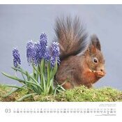 Maxi Calendrier 38x35.5cm 2025 Adorables Ecureuils