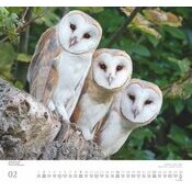 Maxi Calendrier 38x35.5cm 2025 Adorables Chouettes