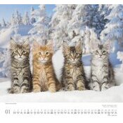 Maxi Calendrier 38x35.5cm 2025 Adorables Chats