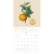 Calendrier Oranger 2025 Dessin Fruits et Arbres Fruitiers