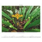 Maxi Calendrier Papier 60x50cm 2025 Fort Tropicale