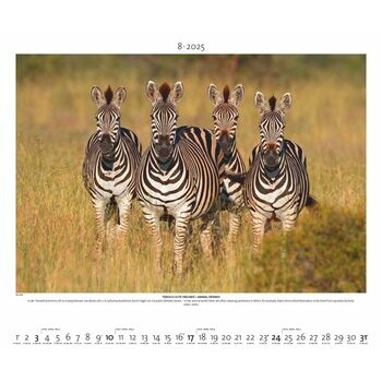 Maxi Calendrier 60x50cm 2025 Animaux Sauvages
