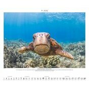 Maxi Calendrier 60x50cm 2025 Tortue Animaux Sauvages