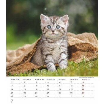 Calendrier Spirale 2025 Chatons Mignons