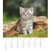 Calendrier Spirale 2025 Chatons Mignons