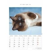 Calendrier Spirale 2025 Chats