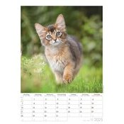 Calendrier A3 Spirale 2025 Chats Curieux