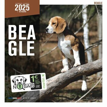 Calendrier 2025 Chien Beagle
