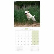 Calendrier 2025 Chien Golden Retriever