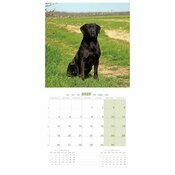 Calendrier Mural  2025 Chien Labrador Retriever