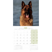 Calendrier 2025 Chien Berger Allemand