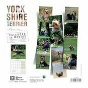 Calendrier 2025 York Chien Yorkshire terrier