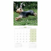 Calendrier 2025 Chien Yorkshire terrier