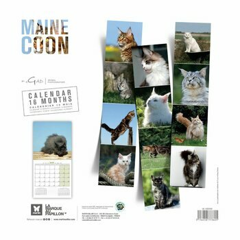 Calendrier 2025 Chat Maine Coon