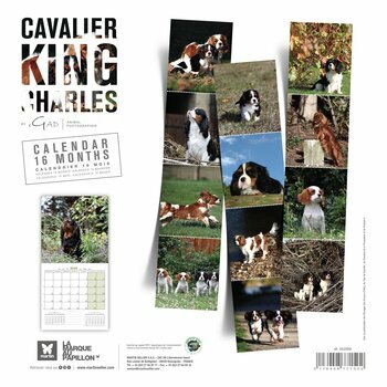 Calendrier 2025 Chien Cavalier King Charles