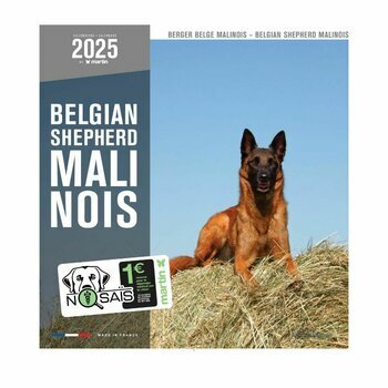 Calendrier 2025 Chien Berger Belge Malinois