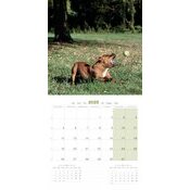 Calendrier 2025 Chien Staffordshire Bull Terrier