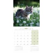 Calendrier 2025 Chats Jardins