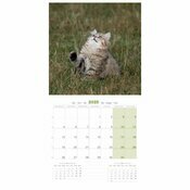 Calendrier 2025 Chatons Jardins