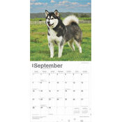 Calendrier Mural 2025 Chien Race Alaskan Malamute