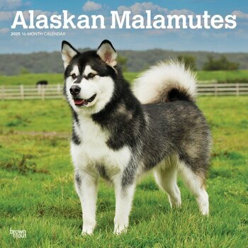 Calendrier 2025 Chien Race Alaskan Malamute