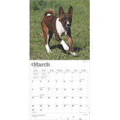 Calendrier 2025 Chien Race Basenji