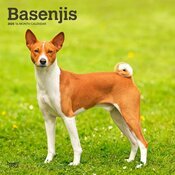 Calendrier Mural 2025 Chien Race Basenji