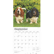 Calendrier 2025 Chien Chasse Race Basset Hound