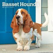 Calendrier Mural 2025 Chien Race Basset Hound