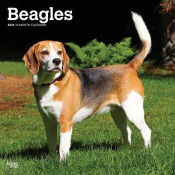 Calendrier 2025 Chien Race Beagle