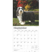 Calendrier 2025 Bearded Collie