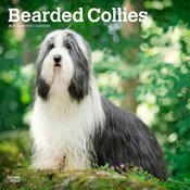 Calendrier Mural 2025 Chien Race Bearded Collie