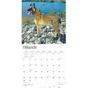 Calendrier Dco 2025 Chien Race Berger Belge Malinois