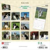 Calendrier Dco 2025 Chien Race Border Collie