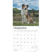 Calendrier 2025 Border Collie