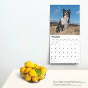 Calendrier 2025 Chien Race Border Collie