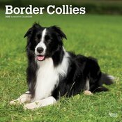 Calendrier Mural 2025 Chien Race Border Collie