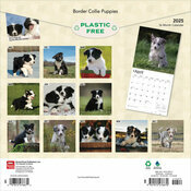 Calendrier 2025Border Collie Chiots