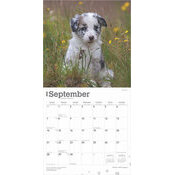 Calendrier 2025 Chien Race Border Collie Chiots