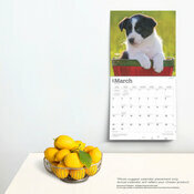 Calendrier Dco 2025 Chien Race Border Collie Chiots