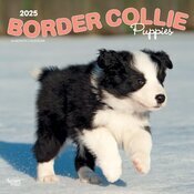 CalendrierMural 2025 Chien Race Border Collie Chiots