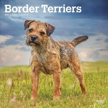 Calendrier 2025 Chien Race Border Terrier