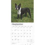 Calendrier 2025 Boston Terrier