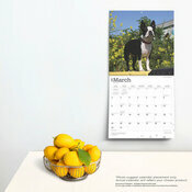 Calendrier d2CO 2025 Chien Race Boston Terrier