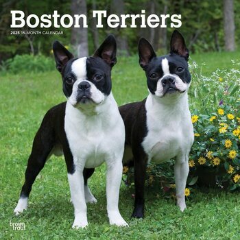 Calendrier 2025 Chien Race Boston Terrier
