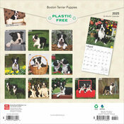 Calendrier 2025 Boston Terrier Chiots