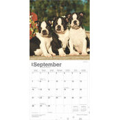 Calendrier 2025 Chien Race Boston Terrier Chiots