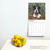 Calendrier Dco 2025 Chien Race Boston Terrier Chiots