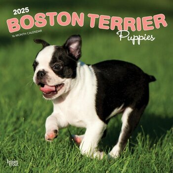 Calendrier 2025 Chien Race Boston Terrier Chiots